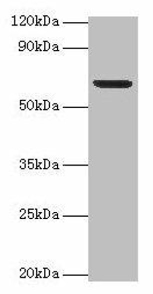 Plbd2 Antibody PACO28990