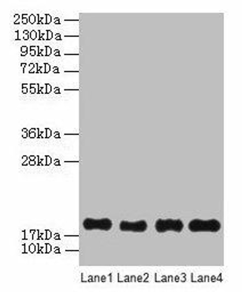 PPIAL4G Antibody PACO29112