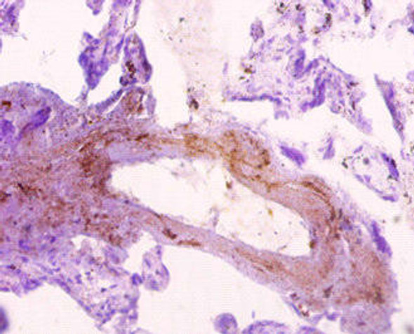 SNX20 Antibody PACO30048