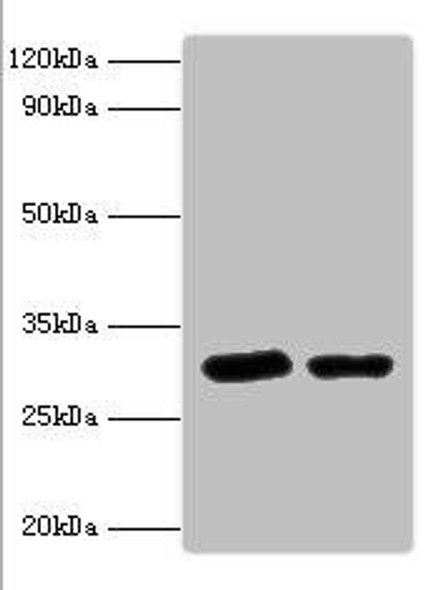 STX6 Antibody PACO30206