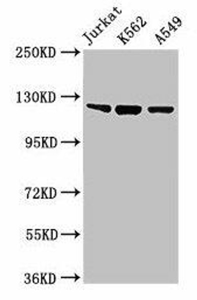 Tlr7 Antibody PACO30430