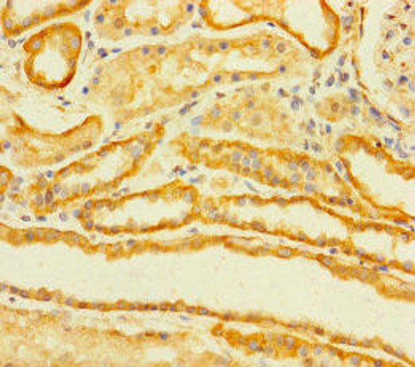 TMEM120B Antibody PACO30466