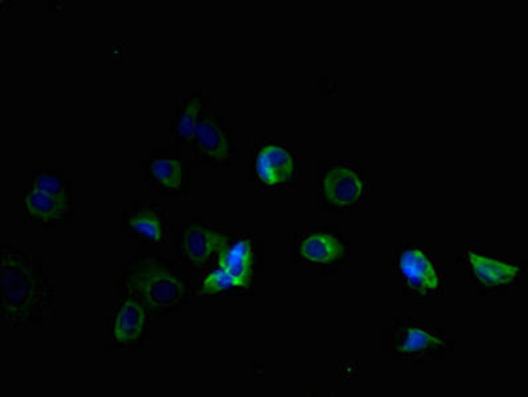 TMEM184B Antibody PACO30526