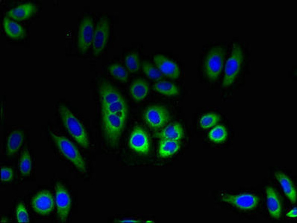 TMEM184C Antibody PACO30530