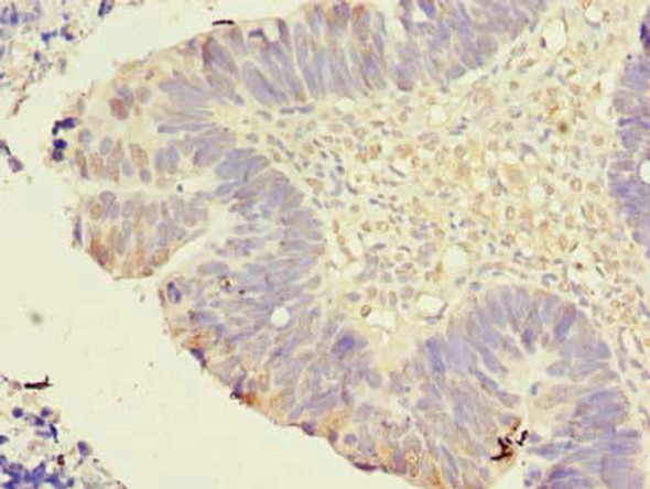 TMEM59L Antibody PACO30626