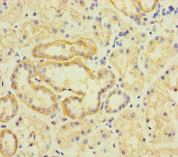 TMEM95 Antibody PACO30666