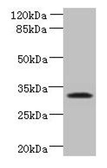 TSPAN5 Antibody PACO30850