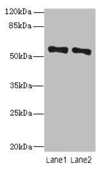 ZNF689 Antibody PACO31472
