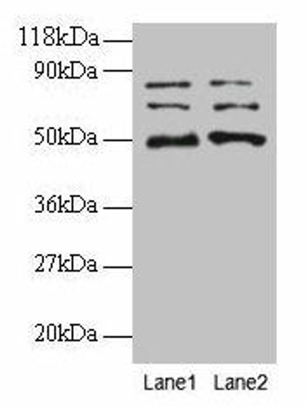 VOPP1 Antibody PACO31712
