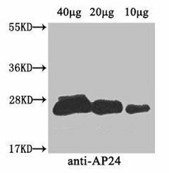 AP24 Antibody PACO34190