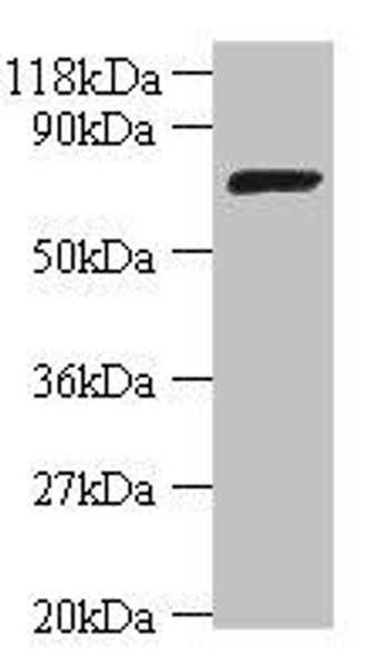 ligA Antibody PACO34258