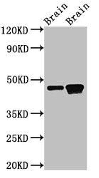 GNAS Antibody PACO34606