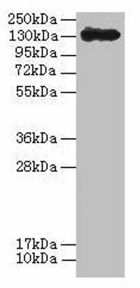 cry1Ac Antibody PACO34678