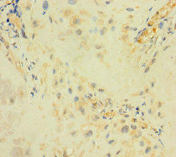 ARSI Antibody PACO36126