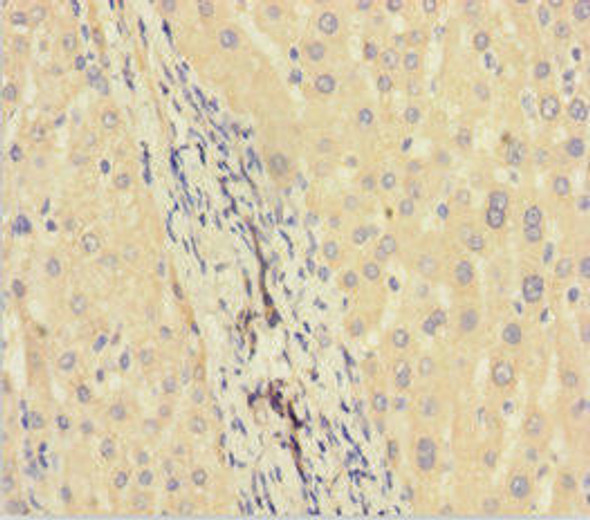 HIKESHI Antibody PACO36238