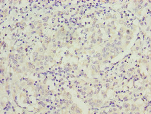 C9orf64 Antibody PACO36330