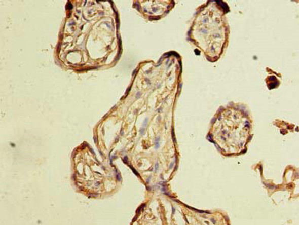 NXNL2 Antibody PACO36498