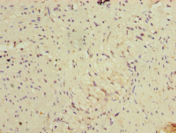 FBXW10 Antibody PACO36506