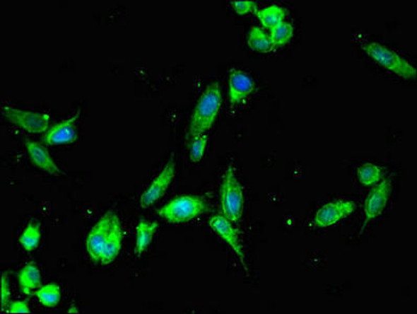 FAM182A Antibody PACO36534