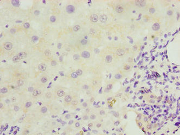 EFCAB12 Antibody PACO36694