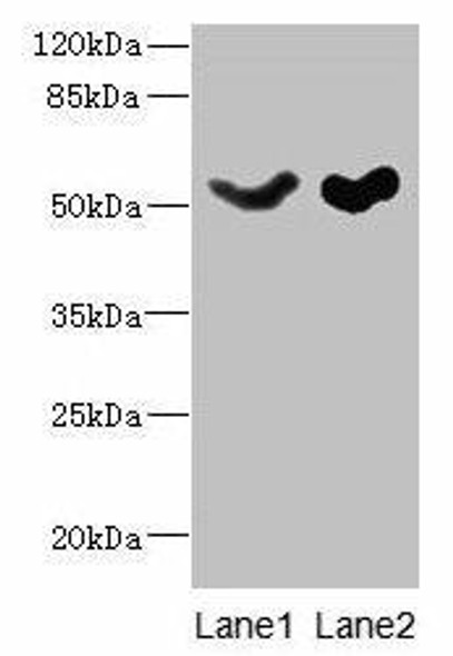 SLC25A25 Antibody PACO37066