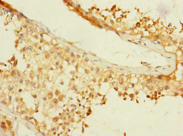 BTNL3 Antibody PACO37174