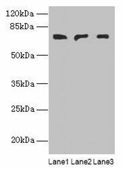 PLCZ1 Antibody PACO37258