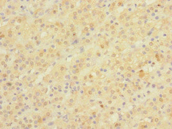 NPM2 Antibody PACO37458