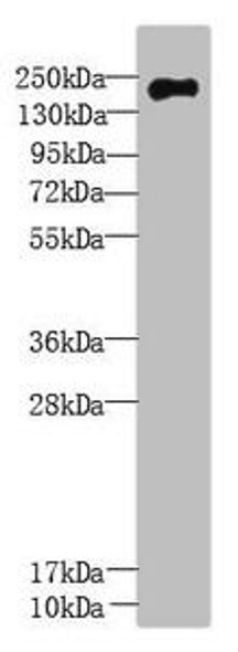 UBR2 Antibody PACO37610