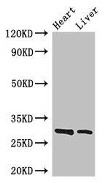 SPIC Antibody PACO37934