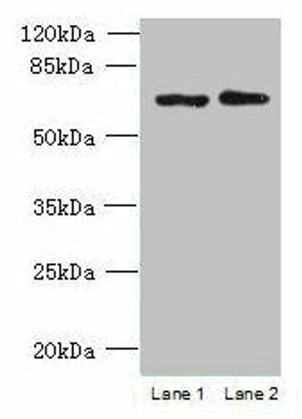 TBC1D19 Antibody PACO39086