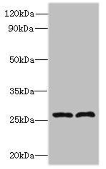 FAM71C Antibody PACO39146