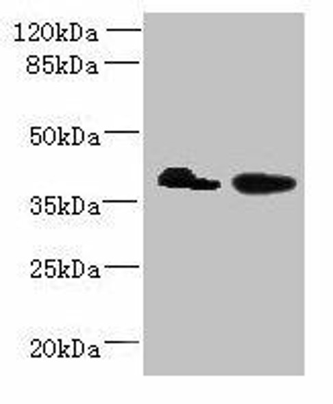 L3HYPDH Antibody PACO39306