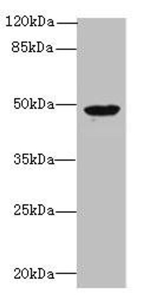 RBM41 Antibody PACO39602