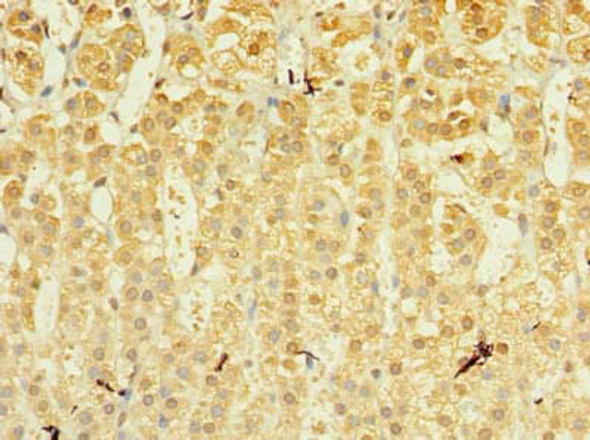 MRPL53 Antibody PACO39818