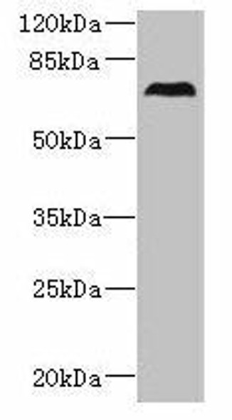 CEP76 Antibody PACO39974