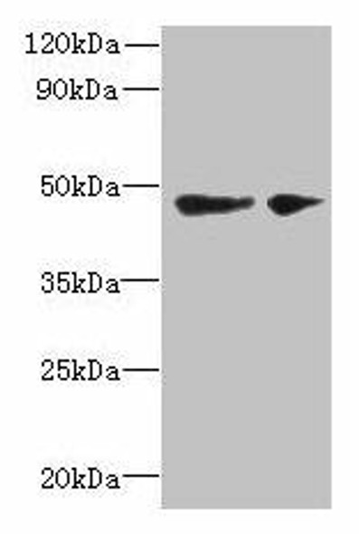 SLC25A46 Antibody PACO40078