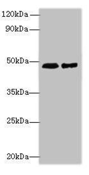 AARSD1 Antibody PACO40482