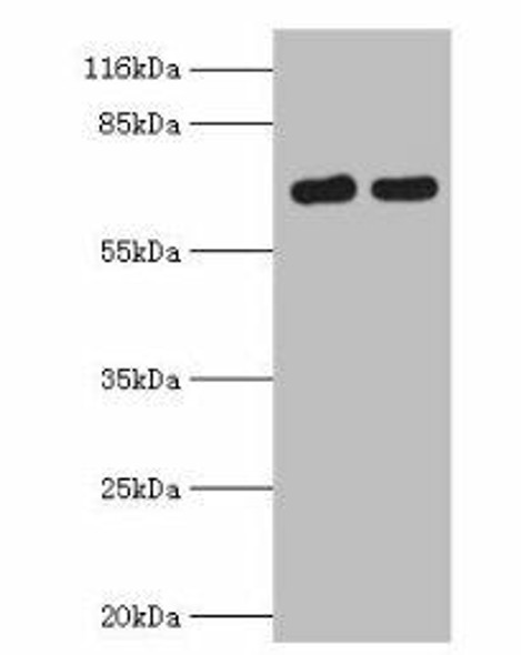 FLRT1 Antibody PACO40690