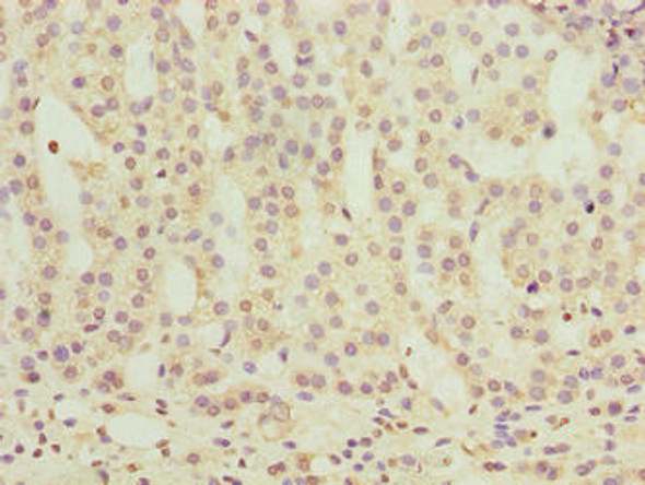 OR2H1 Antibody PACO41290