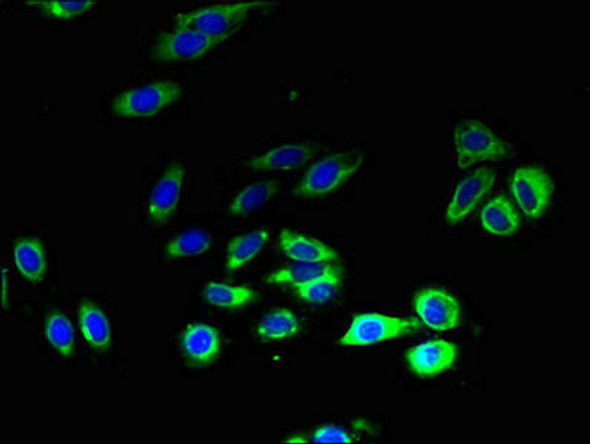 SLC52A1 Antibody PACO41442