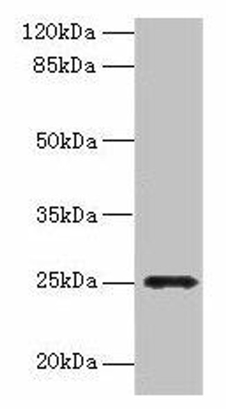 FGFBP2 Antibody PACO42138