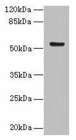 DENND2D Antibody PACO42182