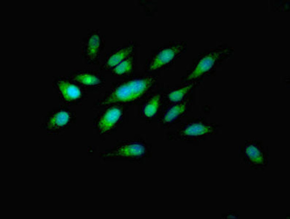 PILRB Antibody PACO42334