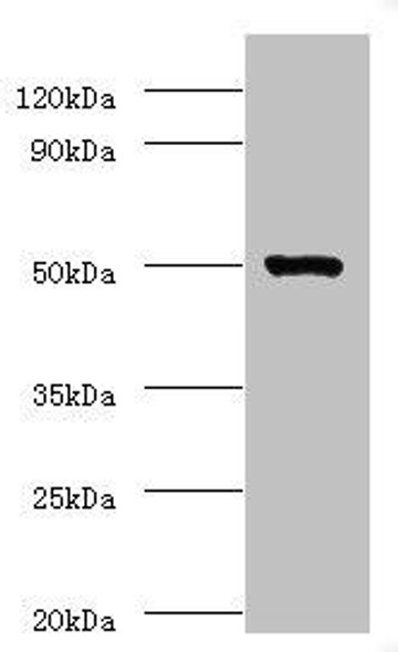 ACTL7A Antibody PACO42698