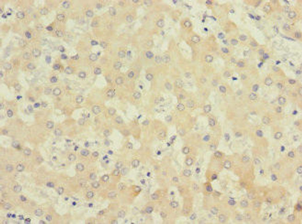 COQ4 Antibody PACO42726