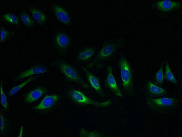 SLC17A4 Antibody PACO42770