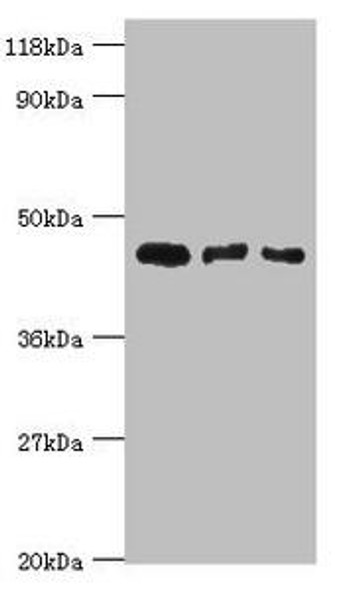 CALR3 Antibody PACO43695