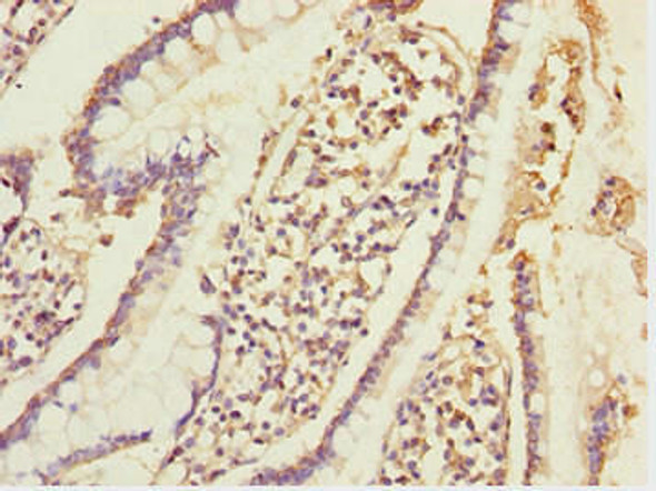 ERO1A Antibody PACO44633