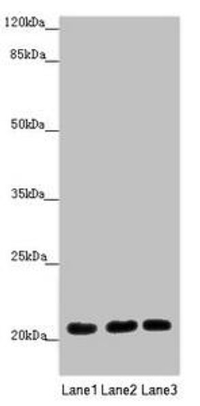 MOCS2 Antibody PACO45564